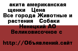 акита американская.щенки › Цена ­ 75 000 - Все города Животные и растения » Собаки   . Ненецкий АО,Великовисочное с.